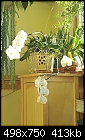 Click image for larger version

Name:	blooming phal.jpg
Views:	128
Size:	412.5 KB
ID:	8893