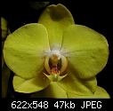 No name phal yellowest yellow-saffronyellowphalkg.jpg