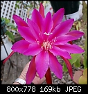 Off Topic Flower-epiphyllums-redfuschiadsc02088.jpg