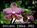 Click image for larger version

Name:	Phal1.jpg
Views:	81
Size:	195.8 KB
ID:	8967