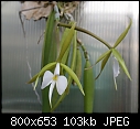 Click image for larger version

Name:	Epidendrum parkinsonianum 1679.1-02132.jpg
Views:	521
Size:	102.6 KB
ID:	9039