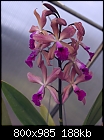 Click image for larger version

Name:	Kirchara PurpleMae 1963-02129.jpg
Views:	368
Size:	188.1 KB
ID:	9040