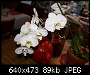 White Phalaenopsis-phal-doorstepwhite-dsc02125.jpg