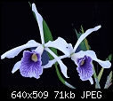 Click image for larger version

Name:	L purpurata.jpg
Views:	1325
Size:	70.7 KB
ID:	9059