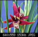 Click image for larger version

Name:	Max tenuifolia.jpg
Views:	563
Size:	152.6 KB
ID:	9071