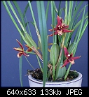 Click image for larger version

Name:	Max tenuifolia plant.jpg
Views:	1209
Size:	132.9 KB
ID:	9072