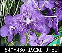 Click image for larger version

Name:	Blue Vanda.jpg
Views:	113
Size:	152.2 KB
ID:	9073