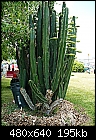 Sights at the Redland Festival-cactus.jpg