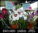 Sights at the Redland Festival-pansy-orchid.jpg