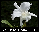 a nice, fragrant white - chawaiianweddingsong.jpg (1/1) [161K]-chawaiianweddingsong.jpg