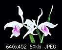 Click image for larger version

Name:	L purpurata V carnea x self.jpg
Views:	585
Size:	60.0 KB
ID:	9219