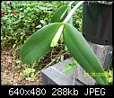 Click image for larger version

Name:	Cattleya.jpg
Views:	345
Size:	287.8 KB
ID:	9229