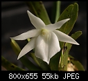 Angraecum Lemforde White Beauty-angcm-lemfordewhitebeauty-980-02188.jpg