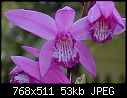 Click image for larger version

Name:	bletillastriata.jpg
Views:	330
Size:	52.9 KB
ID:	9301