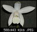 Bletilla striata albescens-bletillastriataalbescenstwo.jpg