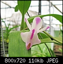 Click image for larger version

Name:	Aerides falcataR.jpg
Views:	515
Size:	110.0 KB
ID:	9347