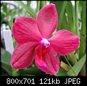 Phal Krull's Red Hot 'Red Leather' X Green Sun  (X3)-phal-krulls-red-hot-red-leather-x-green-sun1.jpg