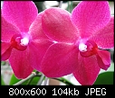 Phal Krull's Red Hot 'Red Leather' X Green Sun  (X3)-phal-krulls-red-hot-red-leather-x-green-sun2.jpg