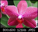 Phal Krull's Red Hot 'Red Leather' X Green Sun  (X3)-phal-krulls-red-hot-red-leather-x-green-sun3.jpg