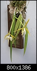 Epidendrum parkinsonianum-epiden-parkinsonianum1679.1-02220.jpg