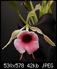 Fragrance 2: Trichopilia marginata 'pink'-marginatapink.jpg