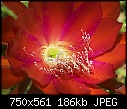 Another OT - Red/fuchsia Epiphyllum - redepiphyllum02.jpg (1/1) [187K]-redepiphyllum02.jpg