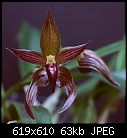 Bulbophyllum Nannu Nannu-nannunannubest.jpg