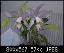 Lc. Behrensiana - 1st Time Blooming 4 me.-lc-behrensiana-1129-02243.jpg