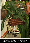 My strangest orchid pic 1 - 1 attachment-stanhophea-wardii15x.jpg