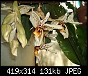My strangest orchid pic 2 - 1 attachment-stanhophea-wardii15y.jpg