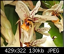 My strangest orchid pic 3 - 1 attachment-stanhophea-wardii15z.jpg