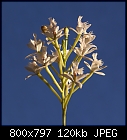 Just a white Epidendrum-epidendrum-white-dsc02334.jpg