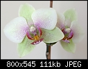 Orchid give away - because of moving-orchid1_closeup.jpg