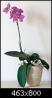 Orchid give away - because of moving-orchid4.jpg