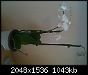New orchid owner, plant already dying. ]:-iphone-again-079.jpg