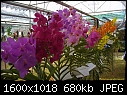 Vanda-vanda-orchid-flower-picture.jpg