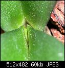 Yellow Leaf on Phal-crown03.jpg