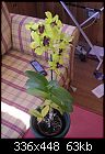 Dendrobium is loosing leaves-tarifa-y-otras-fotos-086.jpg