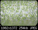 Chloroplast forming a sphere in Ceratophyllum demersum-10x40a.jpg