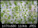 Chloroplast forming a sphere in Ceratophyllum demersum-10x20a.jpg