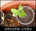Chlorosis in Lemon seedlings-p6230038.jpg