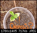 Chlorosis in Lemon seedlings-p6230041.jpg