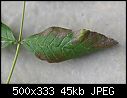 Click image for larger version

Name:	Leaf_discolouration.jpg
Views:	321
Size:	44.7 KB
ID:	2699