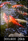 Koi Pond Trouble-backyard-fish-pond.jpg