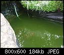 How to Clean Our Pond?-pond1.jpg