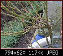 Gertrude jekyl rose pruning question-capture.jpg