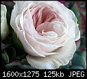 Garden rose-detail-garden-rose.jpg