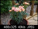 Miniature roses-picture-289.jpg