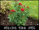 Miniature roses-picture-290.jpg