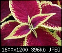 Please help me to identify these plants (3/4)-dscn4939.jpg